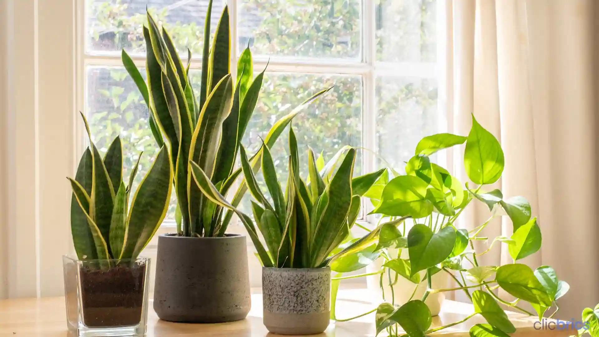 best plants for home